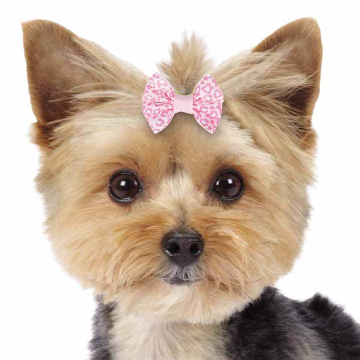 Aria Romy Dog Bow