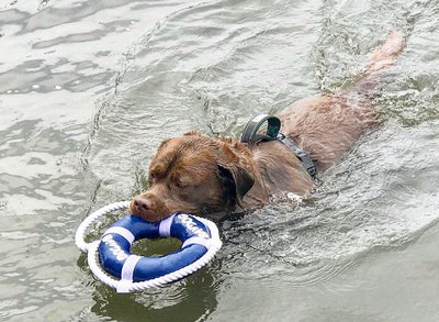 Baydog Fetch Ring Waterproof Dog Toy
