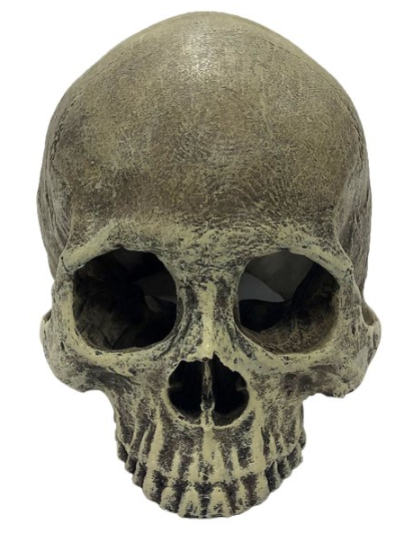 Incredipet Human Skull Half Reptile Terrarium Ornament