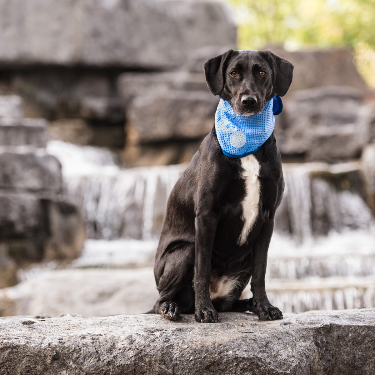 Gf Pet Ice Cooling Pet Bandana