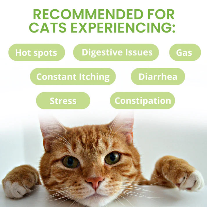 Under The Weather Ready Balance Probiotic Gel for Cats & Kittens 3.5 oz