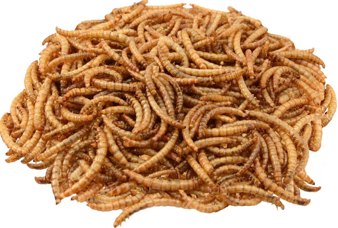 Fm Browns Dried Mealworms Wild Bird & Poultry Treats