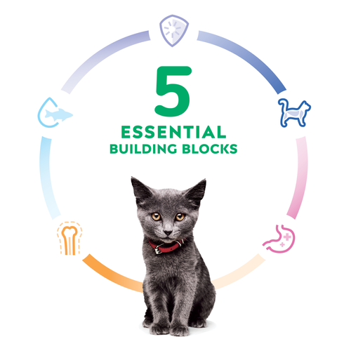 Hill's Science Diet Kitten Chicken Recipe Dry Cat Food