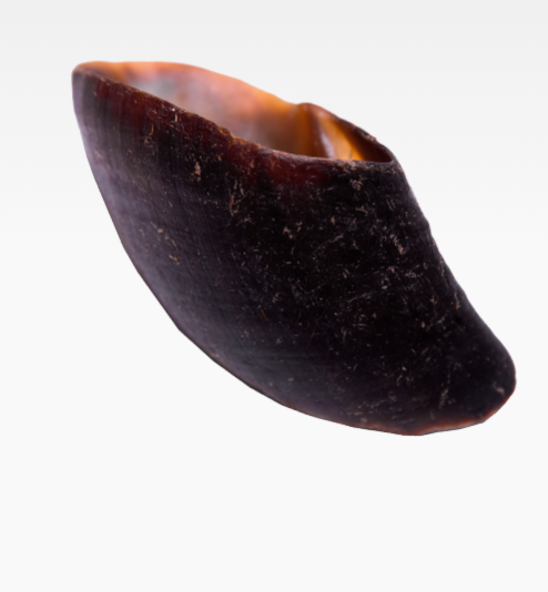 Natural Harvest Pet Prod Cow Hooves