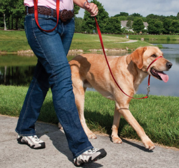 PetSafe Gentle Leader Head Collar