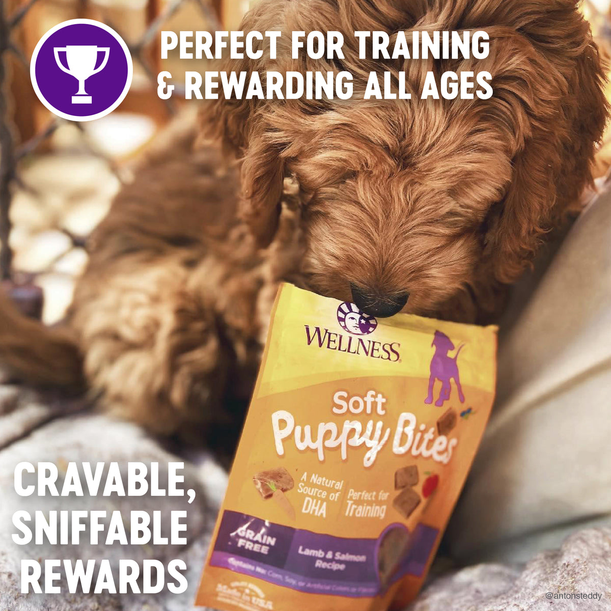Wellness Soft Puppy Bites Lamb & Salmon Recipe Grain-Free Dog Treats 3 oz