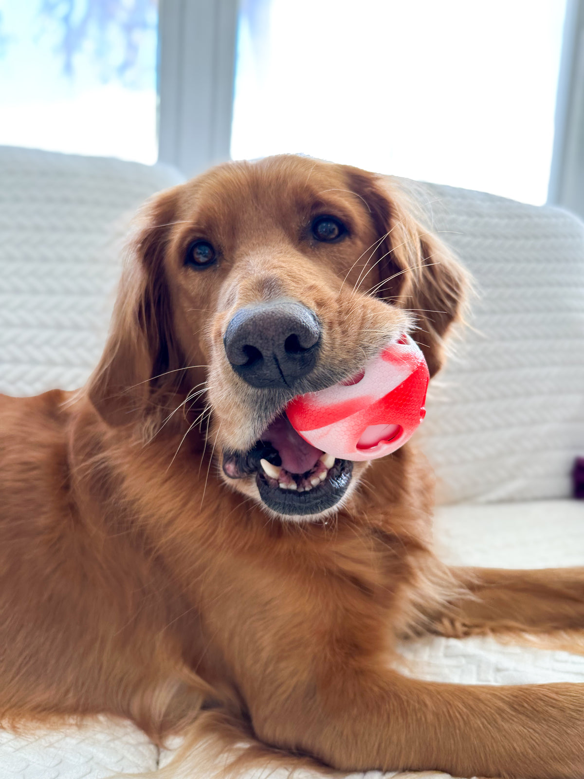 Bow Wow Valentine's Day Hearts Ball Dog Toy 2 Pack