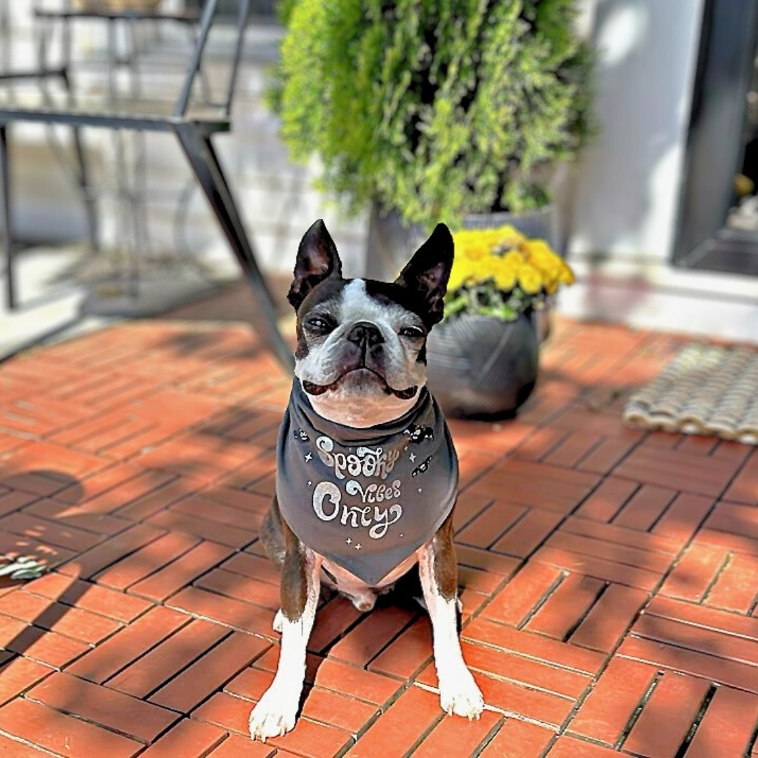 Silverpaw Halloween Spooky Vibes Only Pet Bandana