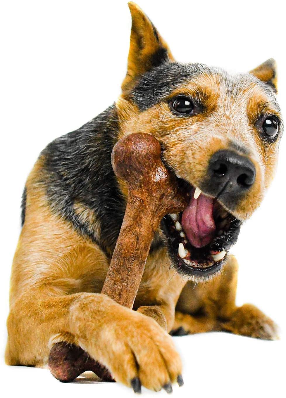 Pet Qwerks Extreme Steak Dinosaur BarkBone Nylon Dog Chew Toy