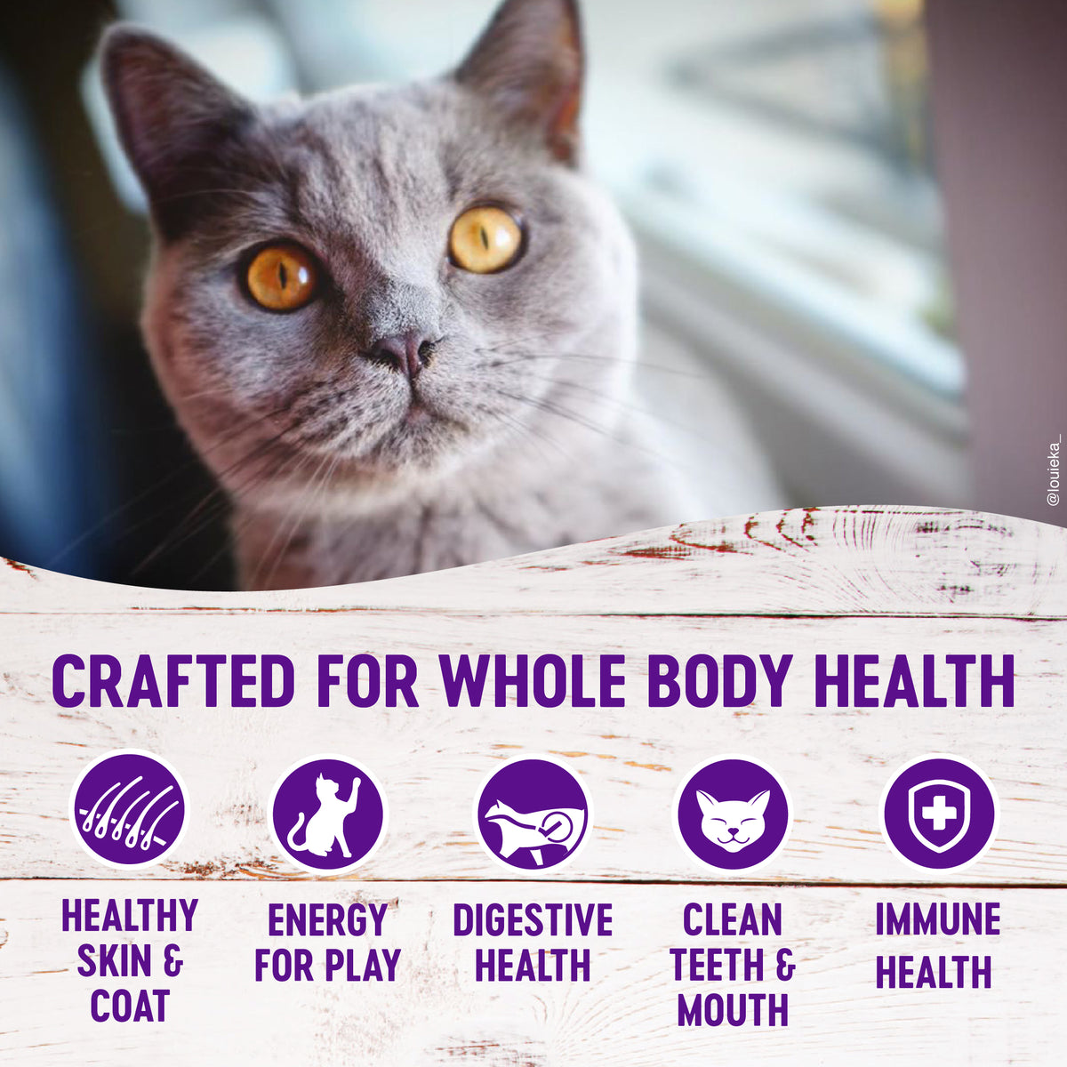 Wellness Complete Health Grain-Free Chicken Recipe Dry Kitten Food 5.5 lb