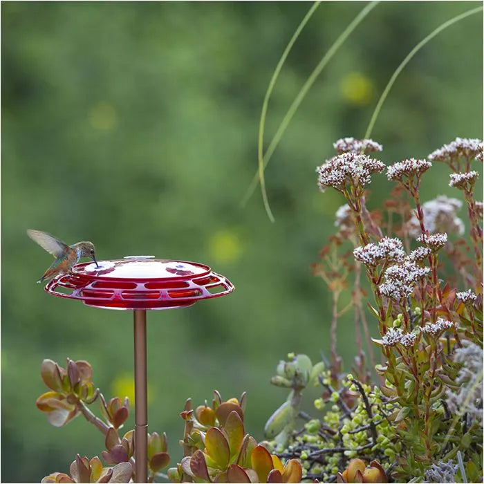 More Birds Bird Health 3-in-1 Hummingbird Feeder 6 oz