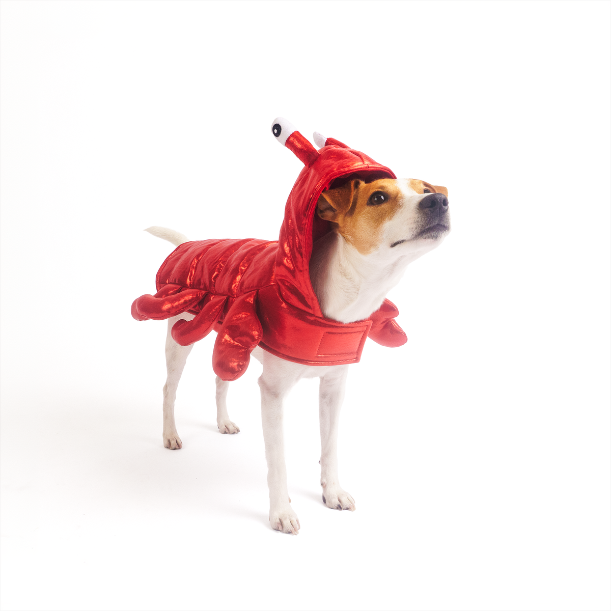 Silverpaw Halloween Lobster Pet Costume
