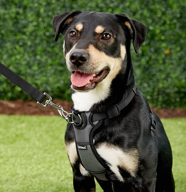 Coastal Pet Products Walk Right! Front Connect Padded Dog Harness