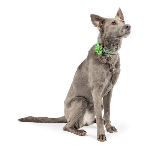 Huxley & Kent St. Patrick's Day Irish Plaid Pinwheel Pet Collar Accessory