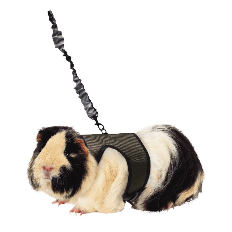 Kaytee Comfort Harness And Stretchy Leash For Small Animals, Assorted Colors
