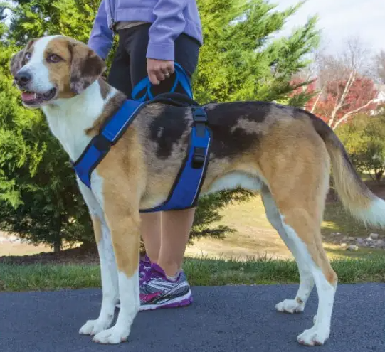 PetSafe EasySport Harness