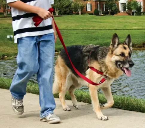 PetSafe Easy Walk No-Pull Harness for Dogs
