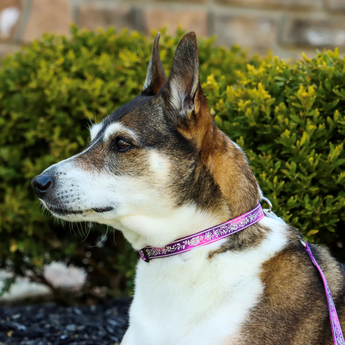 Coastal Pet Products Lazer Brite Patterned Dog Leash