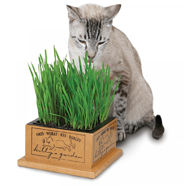 Pioneer Pet Smartcat Kitty's Garden Seed Refill Kit