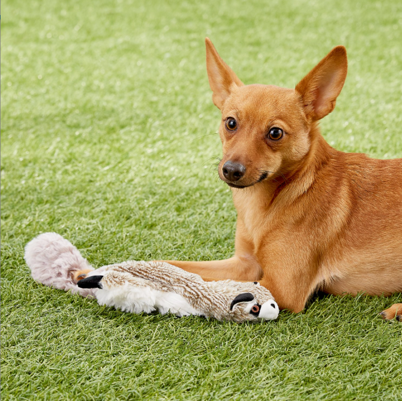 Spot Ethical Pet Skinneeez Stuffing-Free Racoon Plush Dog Toy