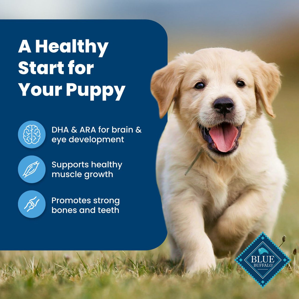 Blue Buffalo Life Protection Formula Puppy Chicken & Rice Recipe Dry Dog Food