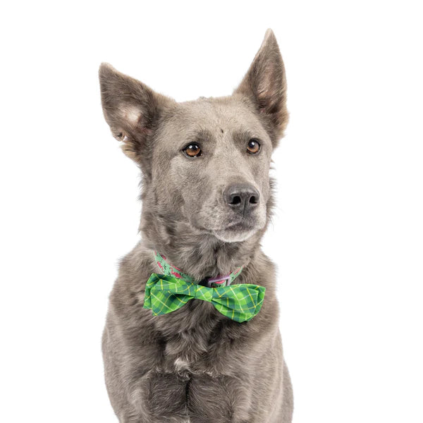 Huxley & Kent St. Patrick's Day Irish Plaid Bow Tie Pet Collar Accessory
