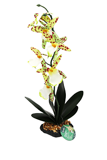 Incredipet Spider Orchid Reptile Terrarium Plant
