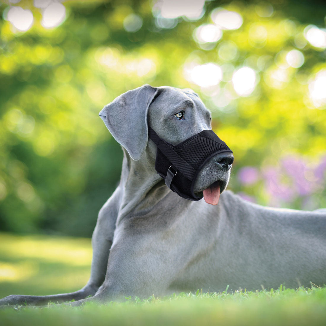 Coastal Pet Products Adjustable Comfort Dog Muzzle