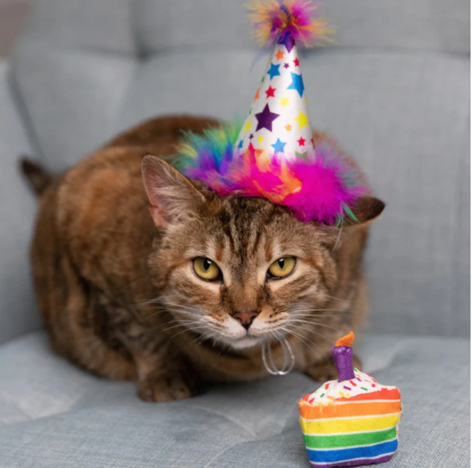 Huxley & Kent Birthday Funfetti Cake Cat Toy