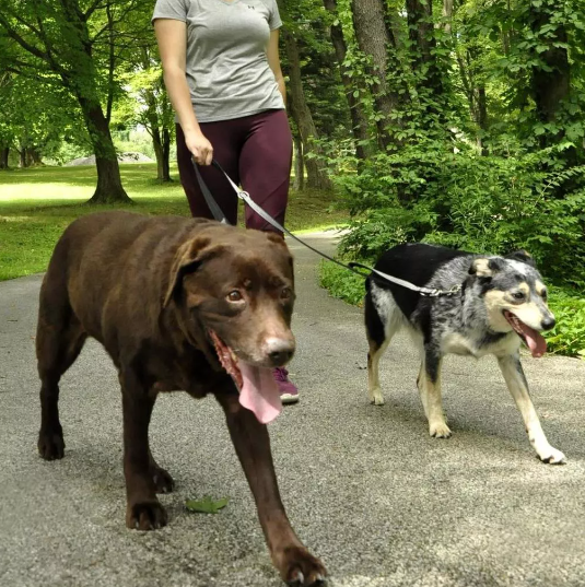 Coastal Pet Products Padded Multi-Function Dog Leash