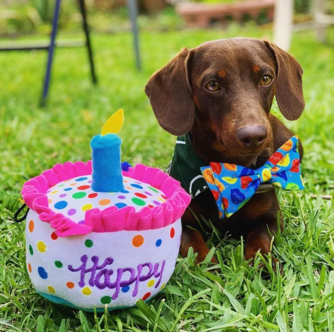Huxley & Kent Happy Barkday Birthday Cake Plush Dog Toy