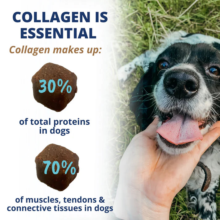 Under The Weather Collagen Soft Chews for Dogs 60 ct